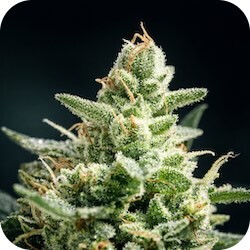 12 weed strains for pain cannabis northern lights e-nail.com