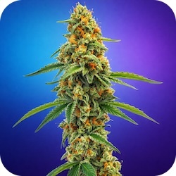 acdc weed strain for anxiety and stress relief e-nail.com