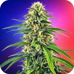 amnesia haze top strains for anxiety for women enail.com