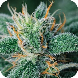 best thc for pain blue dream cannabis weed enail.com blog