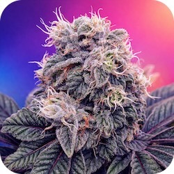 bluberry weed strain best cannabis strains for anxiety enail.com