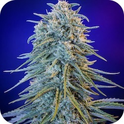 blue dream weed for anxiety thc for stress enail.com