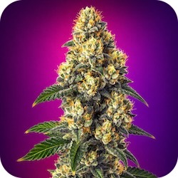 bubba kush weed strains for stress and anxiety thc e nail.com