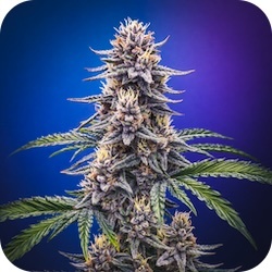 cannatonic cannabis strains for stress and anxiety enail.com blog