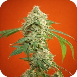 cannatonic pain strain weed for aches e-nail.com blog