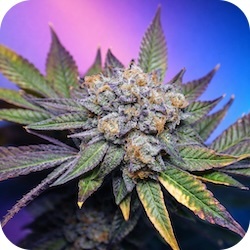 do si dos top cannabis strains for stress and anxiety e nail.com