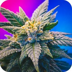 g13 cannabis strains for anxiety best kind for stress enail.com