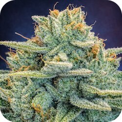 gorilla glue 4 weed strains for aches and pain inflammatory pain e-nail blog
