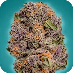 granddaddy purple best for easing pain cannabis strains e-nail.com blog
