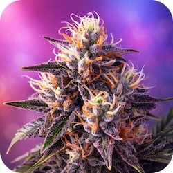 granddaddy purple weed strains for stress and anxiety e nail.com