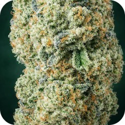 ice cream cake weed cannabis pain relif profile and terpene enail blog