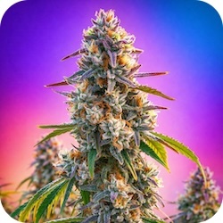 la confidential weed strain thc for women stress e nail.com