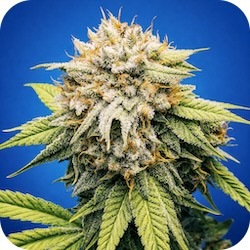 mango kush weed for anxiety and stress best strain e-nail.com
