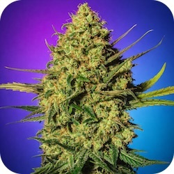 master kush thc strains for anxiety e nail.com