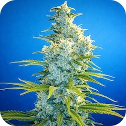 northern lights cannabis strains for stress and anxiety thc e-nail.com
