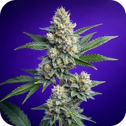 og kush best weed strain for anxiety thc for stress e nail.com