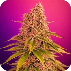 pink kush weed for stress and anxiety best strain types e nail.com