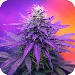 purple kush cannabis for anxiety best kind enail.com