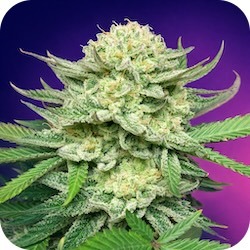 skunk 1 weed strain best strains for anxiety blog e-nail.com