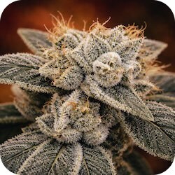 thc for pain white widow strain enail.com blog best strains for pain