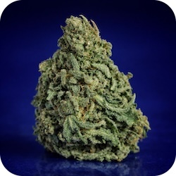 top cannabis strains for pain thc acdc - enail.com