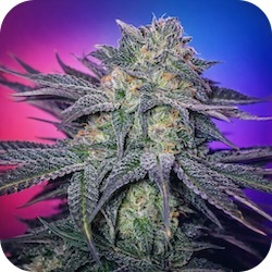 white widow thc for anxiety best strains for stress enail.com