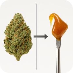 Why Is Dabbing Different From Smoking Flower? THC Drug Test Why Is Dabbing Different From Smoking Flower? THC Drug Test