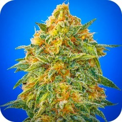 zkittlez best weed strains for anxiety e-nail.com